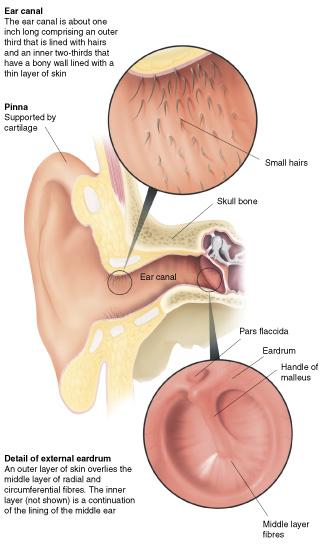 L orecchio esterno: padiglione e canale auricolare La pinna, o la struttura cartilaginea del nostro padiglione auricolare, svolge l importante funzione di dirigere le onde sonore verso il canale