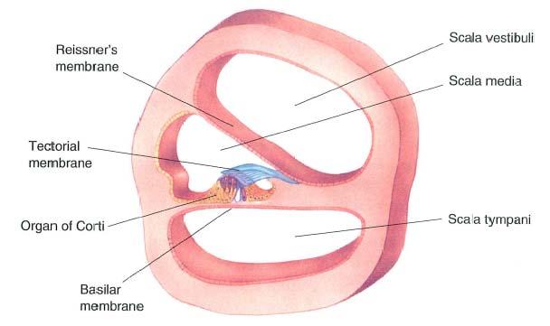 L orecchio interno: coclea (iv) Sulla membrana basilare, nella scala media, si trova l