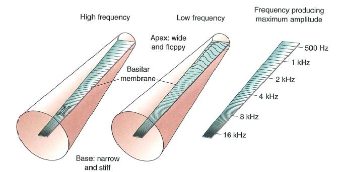 La membrana basilare (iii) Più bassa sarà la frequenza del suono e maggiore sarà la distanza percorsa da quest onda.