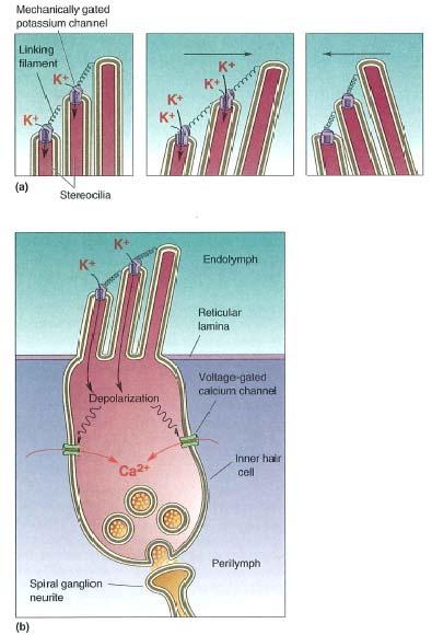 Dal suono al segnale nervoso (ii) La cellula depolarizzata libera una certa quantità di neurotrasmettitore che segnala agli altri neuroni l avvenuta