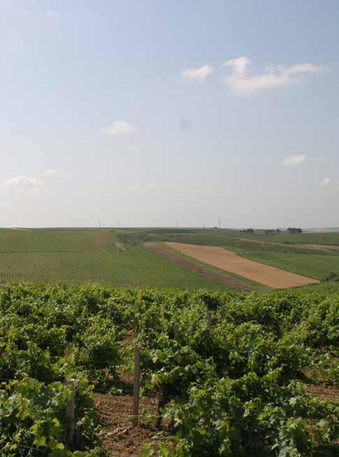 I VIGNETI THE VINEYARDS Giummarella e Cuttaia: centoventi ettari di vigneti distesi in una zona collinare dell entroterra trapanese Le vigne di Giummarella e Cuttaia sono dislocate su un gruppo di