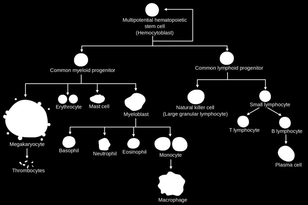 Ematopoiesi o emopoiesi Processo responsabile della formazione