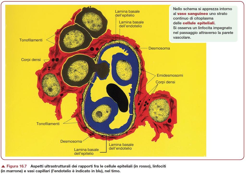 cellule T SELEZIONE POSITIVA (legame MHC) E NEGATIVA (NON