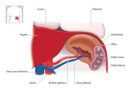 Milza Situata nella cavità addominale Rivestita da una