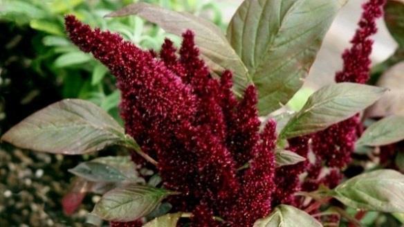 Amaranto (Amaranthus-Amarantheae) E una pianta appartenente alla