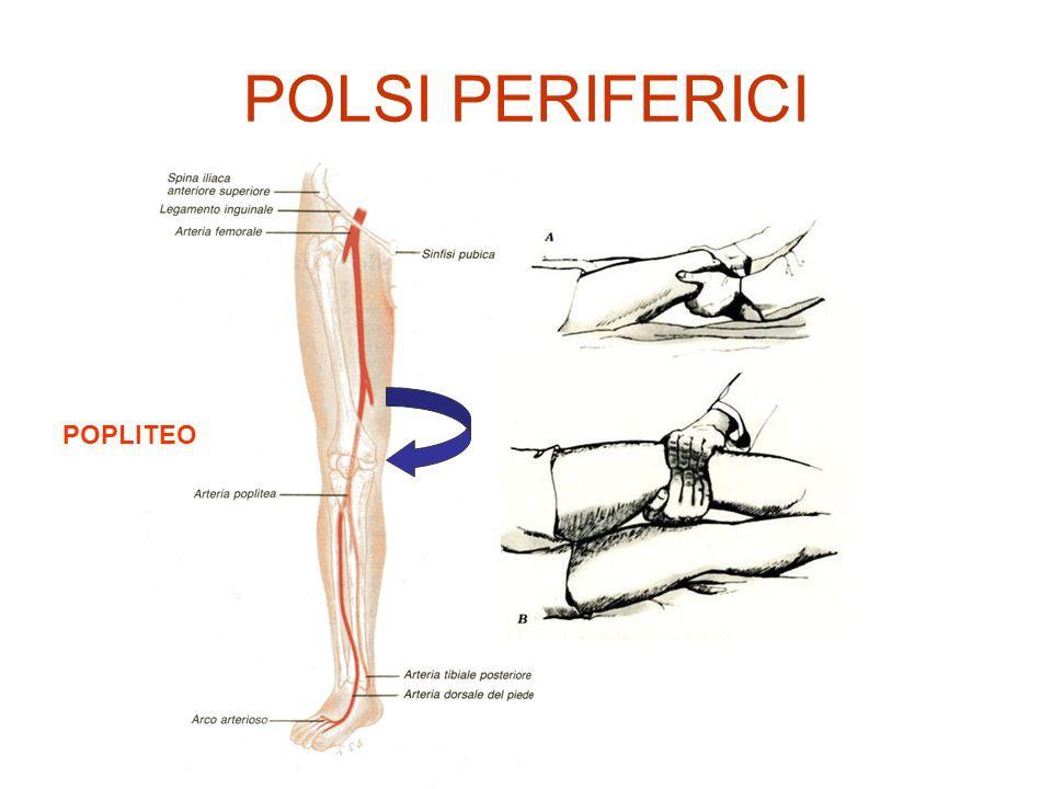 Popliteo : localizzato nella fossa poplitea, dietro al