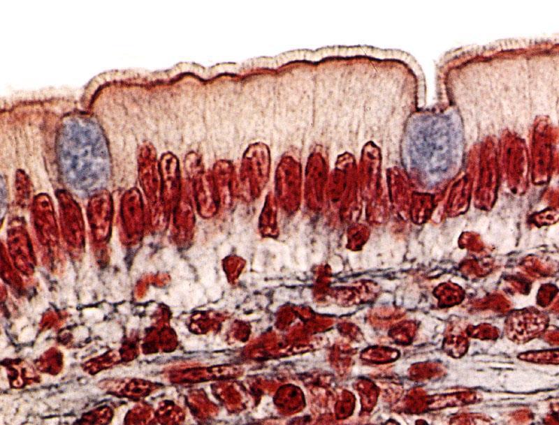 è sufficiente il microscopio ottico a saziare ogni curiosità