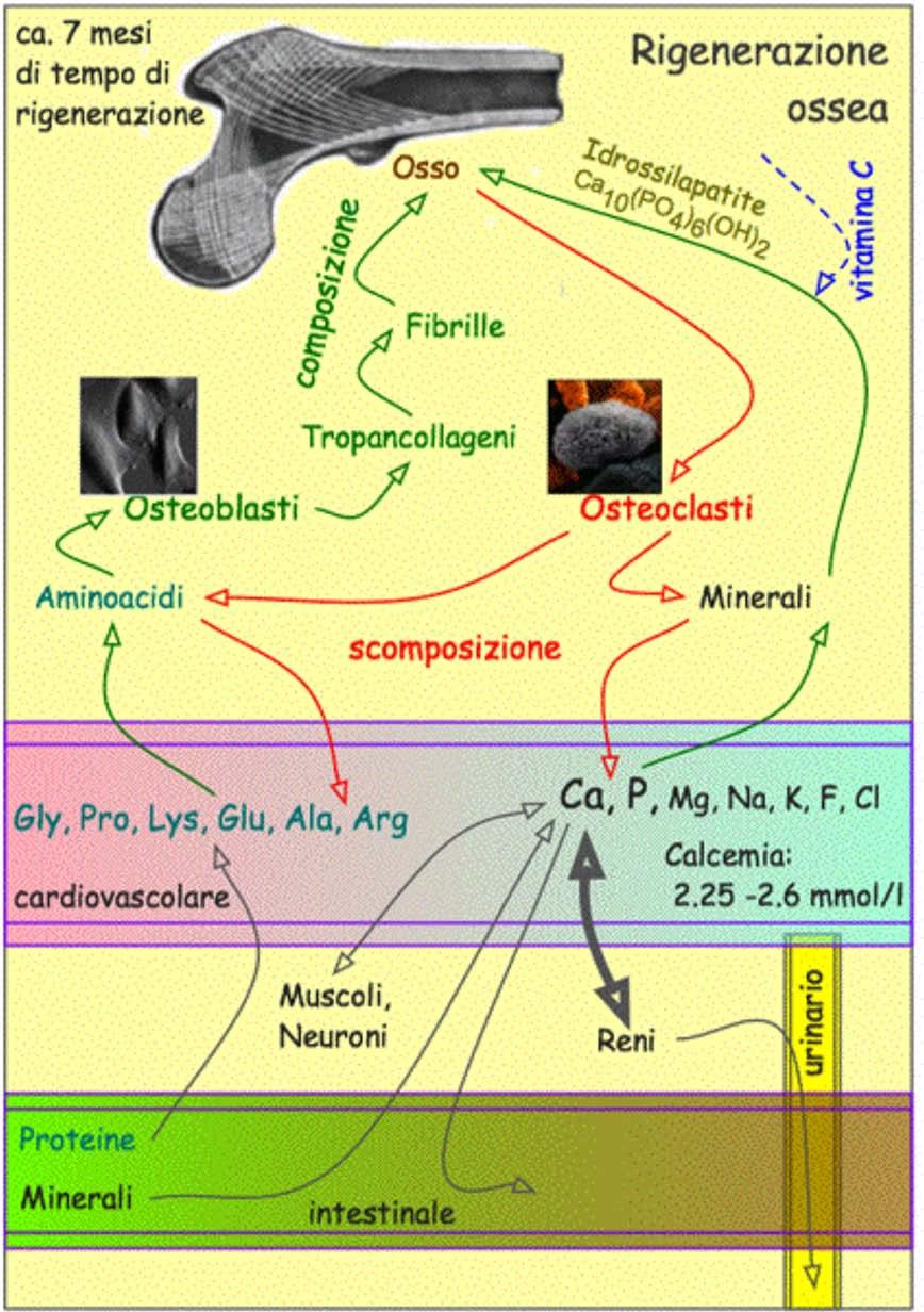 2.1 Flusso e trasformazioni materiale Il seguente schizzo illustra grossolanamente il flusso e trasformazione di materiali maggiormente coinvolti nella continua rigenerazione ossea.