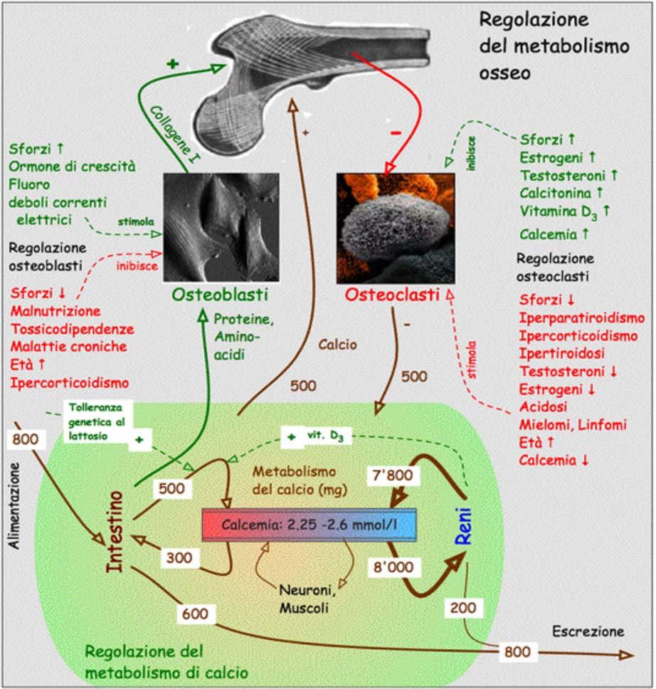 2.2 Regolazione del metabolismo osseo Il seguente schizzo riassume genericamente la regolazione del metabolismo osseo e specificamente le regolazioni del metabolismo del calcio.