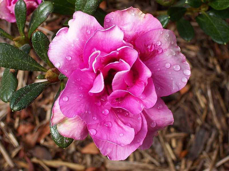 RODODENDRO Il Rododendro è diffuso nell arco alpino fiorisce a fine giugno; offre nettare di colore bianco.