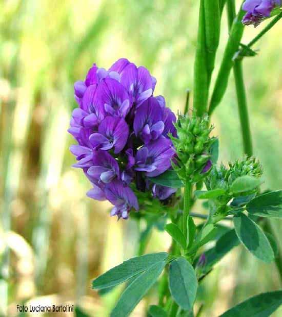 ERBA MEDICA L Erba medica è una specie erbacea perenne, è la foraggiera più