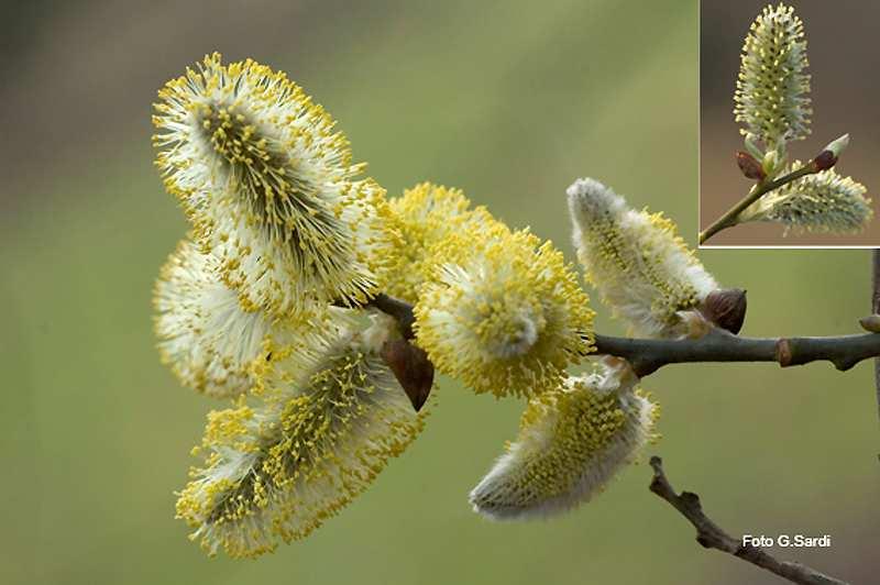 SALIX CAPREA I Salici sono presenti soprattutto lungo i corsi d acqua.