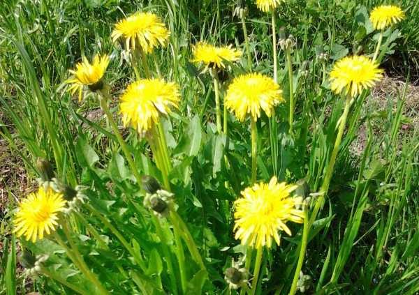 TARASSACO Il Tarassaco è una specie nettarifera e pollinifera particolarmente ricercata dalle api; entra a far