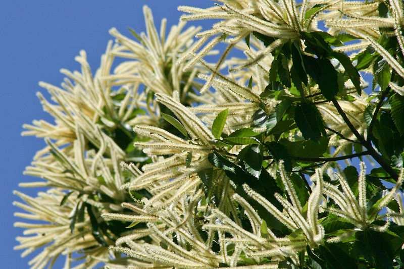 CASTAGNO I fiori di Castagno vengono visitati in giugno; il miele di castagno si presenta scuro ed