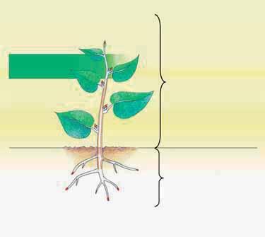 ERBICIDA FINALSAN ULTIMA Nuovo prodotto per la rimozione alla radice delle erbe infestanti che agisce in modo ultrarapido e per lungo tempo, nato dalla combinazione dell acido pelargonico con