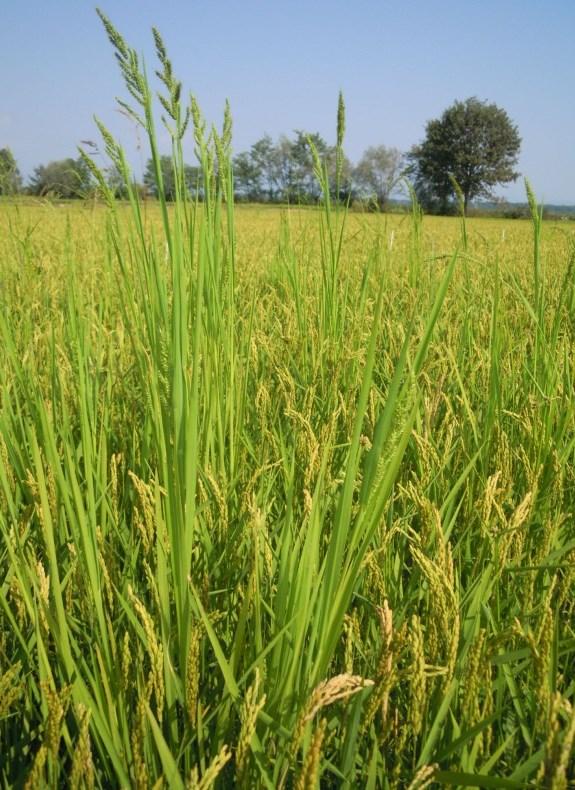 INFESTANTI CHE POSSONO PRESENTARE FENOMENI DI RESISTENZA: Giavoni (Echinochloa spp.