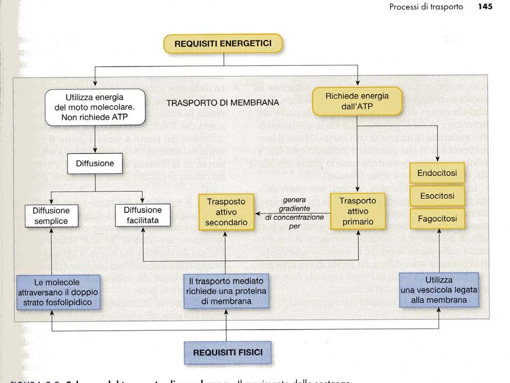 I TRASPORTI DI MEMBRANA Diffusione