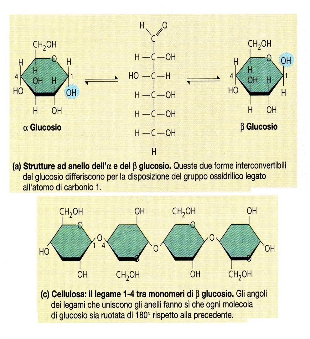 È la molecola organica più abbondante sulla terra È un polimero lineare del glucosio in legame (1-4).