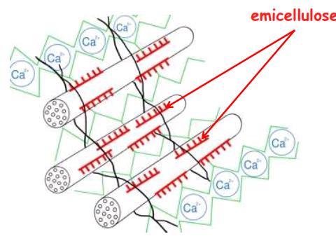 Le EMICELLULOSE sono polisaccaridi ramificati (contenenti glucosio, mannosio e xilosio) di matrice che si legano a microfibrille di cellulosa e stabiliscono la connessione fra