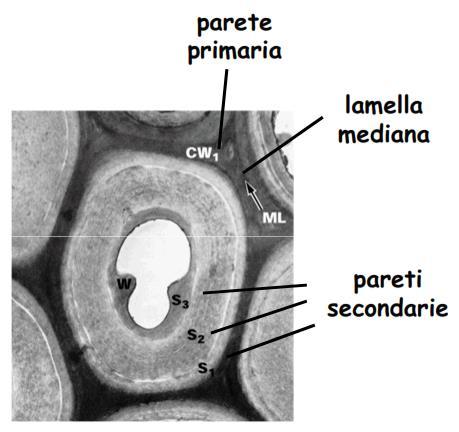 La parete