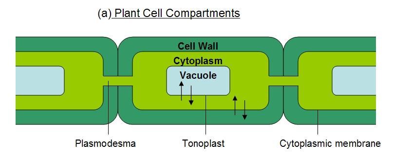citoplasmatica Compartimenti della cellula vegetale e via