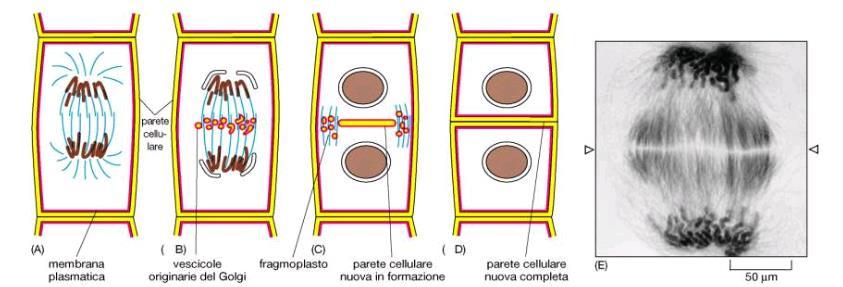 Quando una cellula si divide tra i due protoplasti figli, si viene a creare una prima, sottile, membrana di separazione: LA LAMELLA MEDIANA.