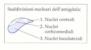 AMIGDALA