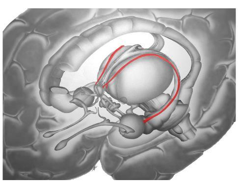 REGIONE SETTALE : bersaglio di Ippocampo e Amigdala La regione settale include sia aree corticali che sottocorticali appartenenti al prosencefalo.