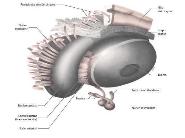 TALAMO LIMBICO 2 - NUCLEI ANTERIORI Dal subiculum, attraverso il fornice e i corpi mammillari ai nuclei anteriori del talamo e al giro del cingolo Le fibre del fornice (che veicolano informazioni