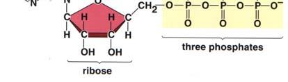 Le proteine G regolano enzimi metabolici, canali ionici, trasportatori di membrana, e altre componenti delle attività cellulari, controllando la