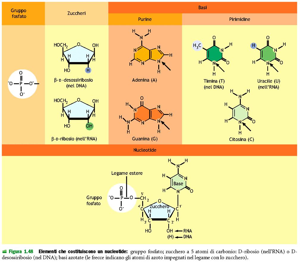 DNA ed RNA ACIDI NUCLEICI DNA ed RNA