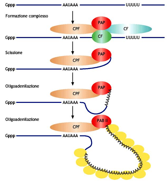 Trascrizione e maturazione degli RNA Cap. 5 1.