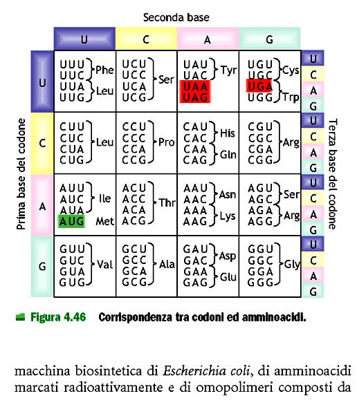 Proprietà del codice genetico 64 codoni 61 codoni codificano per 20 aminoacidi quindi più codoni uno stesso aminoacido