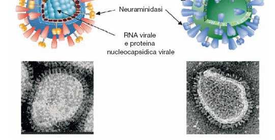 privato del nucleo interno e delle informazioni genetiche.