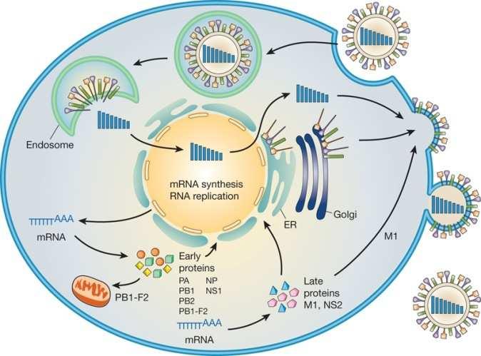 Assorbimento del virus Il virus dell influenza si lega alla superficie cellulare tramite il legame della estremità esterna dell HA all acido sialico delle glicoproteine o dei glicolipidi cellulari.