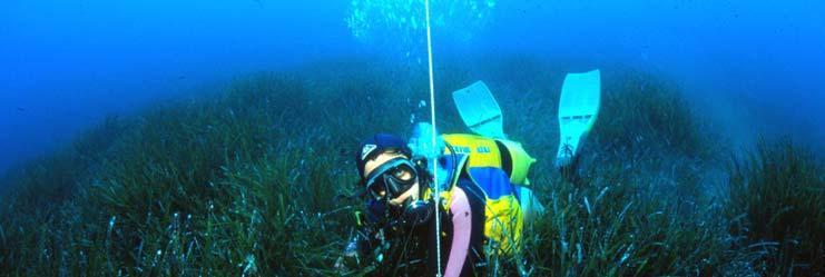 Alcune tematiche di rilievo Le praterie di Posidonia