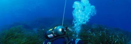 Posidonia oceanica Dati rilevati in situ: densità