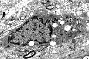 e le funzioni specifiche delle cellule, la loro