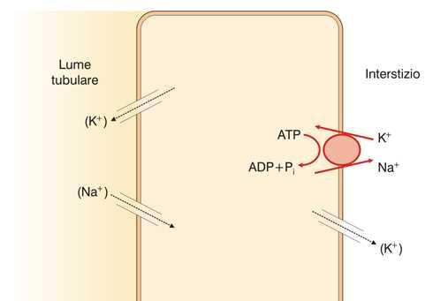 Cellula nefrone distale La secrezione di K + nel tubulo distale e collettore dipende da: Attività pompa Na + /K + e permeabilità della membrana luminale al K + I principali regolatori della