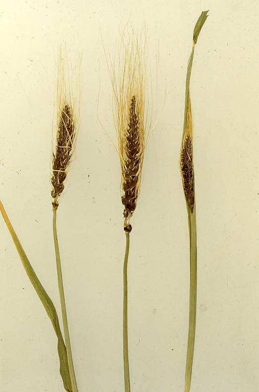 indica carie Karnal del grano Ciclo della vita di Tilletia teleutospore nel suolo e nei semi Basidio, fusione