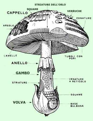 Eumicota Basidiomiceti - Il ciclo tipico Formazione
