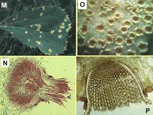 Puccinia spp. Ciclo semplificato Le Spore C. D. E. B. A. teleutospore = teliospore (Grano) B. basidiospore = basidiospore (Grano) C.