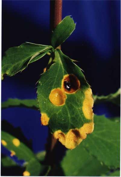 Ospite secondario Berberis vulgaris Lato superiore Lato inferiore