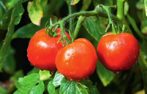 40 giorni per fragola; 60 giorni per cavolo verza; 150 giorni per soia.