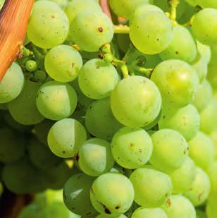 Vitil Combi FUNGICIDI VITIL COMBI è un fungicida ad azione preventiva e curativa indicato per la lotta contro la peronospora della vite da vino.