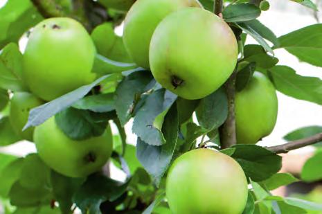 AZIONE COADIUVANTE ERBICIDI Peperone, Pomodoro, Patata, Fagiolo, Carciofo, Sedano, Finocchio, Cucurbitacee Barbabietola da zucchero Mais Ovipron Top 0,75-1 L/ha 0,5-1 L/ha 0,75-1,5 L/ha