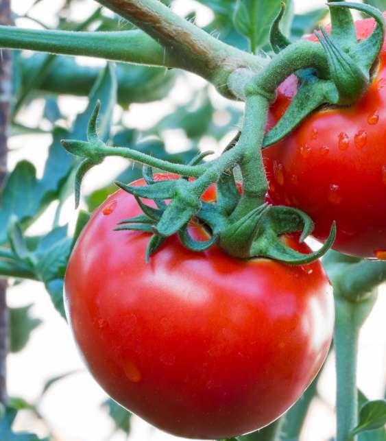 vintage c ANTIPERONOSPORICO PER VITE E POMODORO VINTAGE C DISPERSS pag.