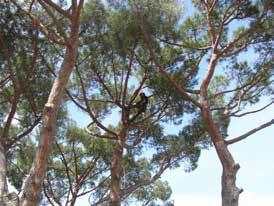 Tree-climbing; Abbattimenti controllati di alberi alto fusto, con