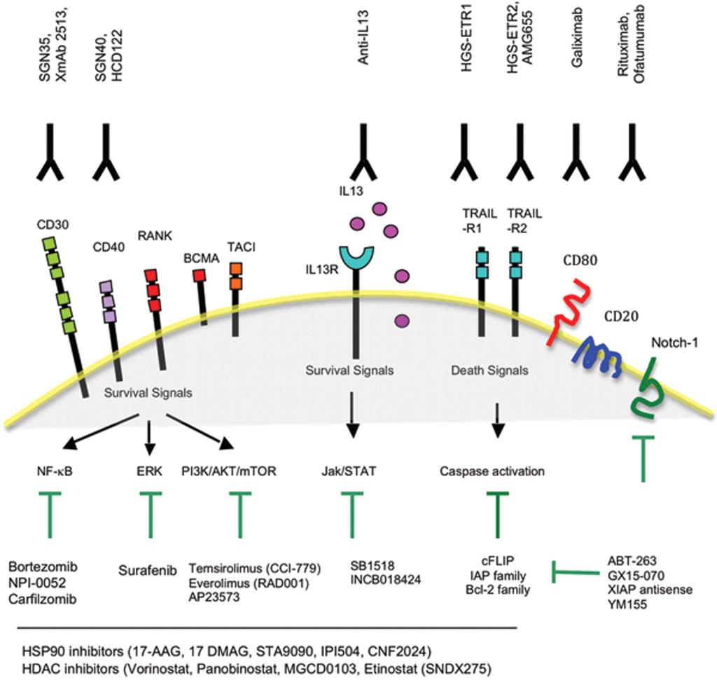 Targeted therapy of HRS cells