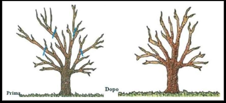 Potatura di riduzione La potatura di riduzione, o ringiovanimento, è un intervento straordinario, da effettuarsi in concomitanza con il taglio delle branche secche dell albero e su piante abbandonate